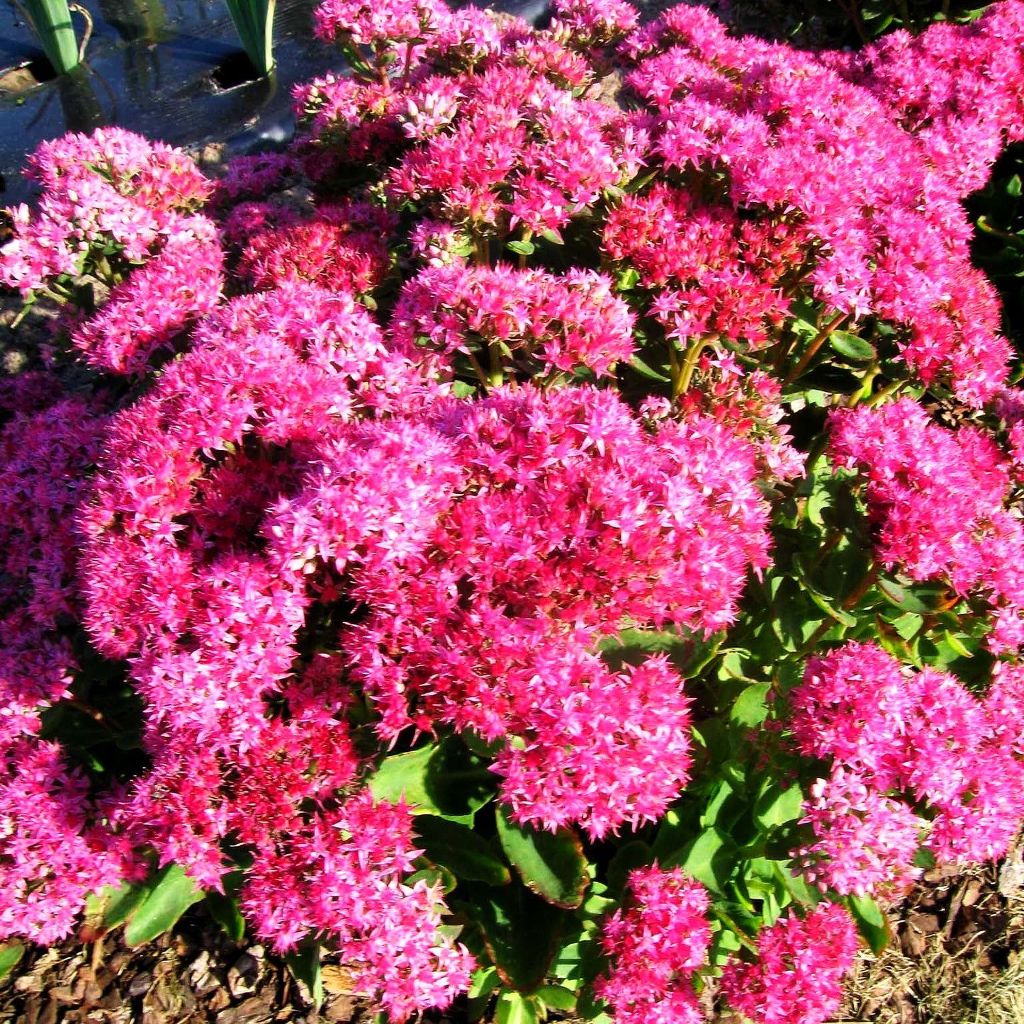 Prächtige Fetthenne 'Carl' (Sedum spectabile)