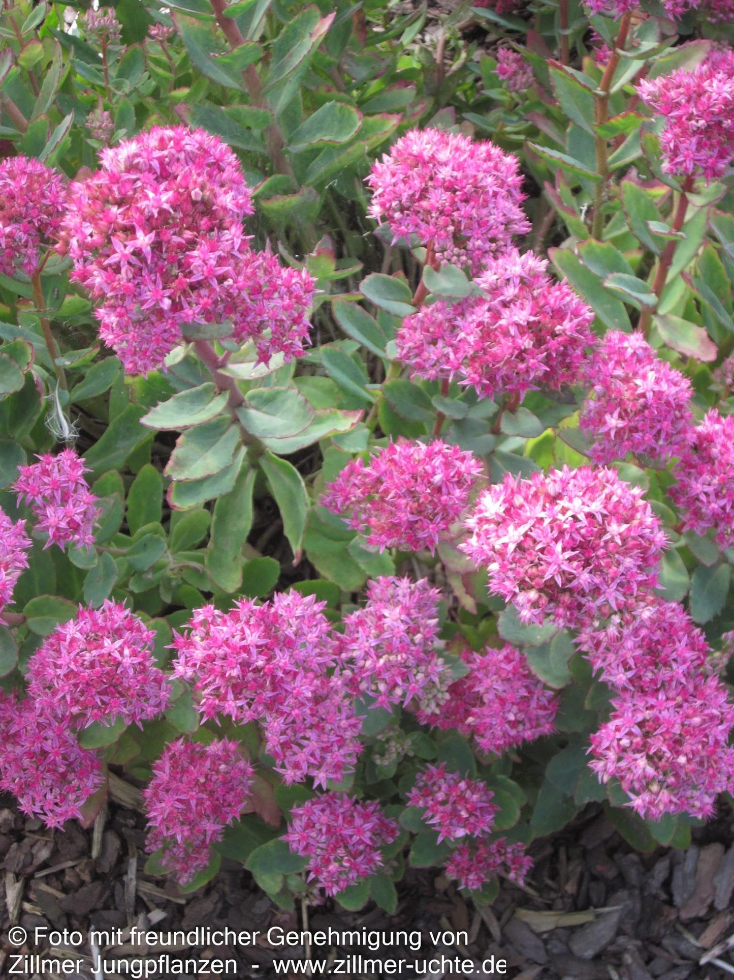 Prächtige Fetthenne 'Carl' (Sedum spectabile)