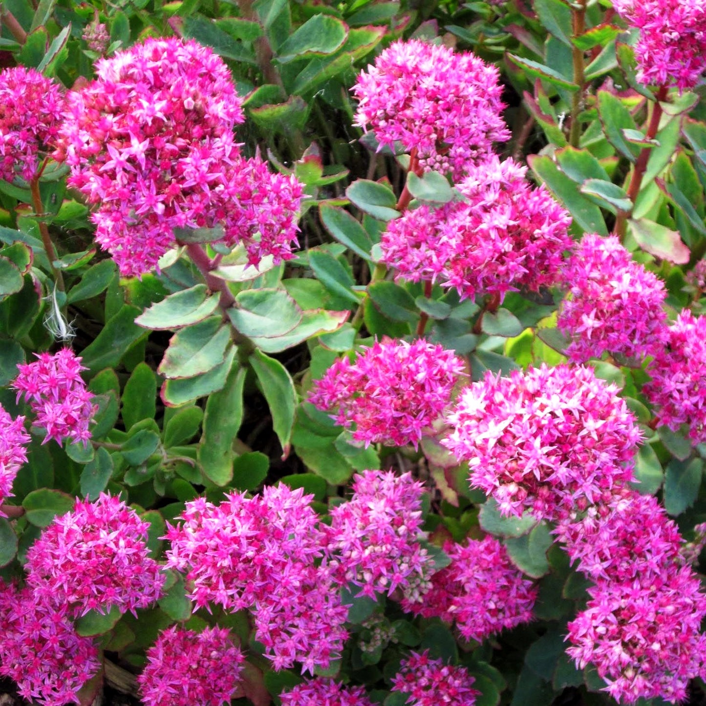 Prächtige Fetthenne 'Carl' (Sedum spectabile)