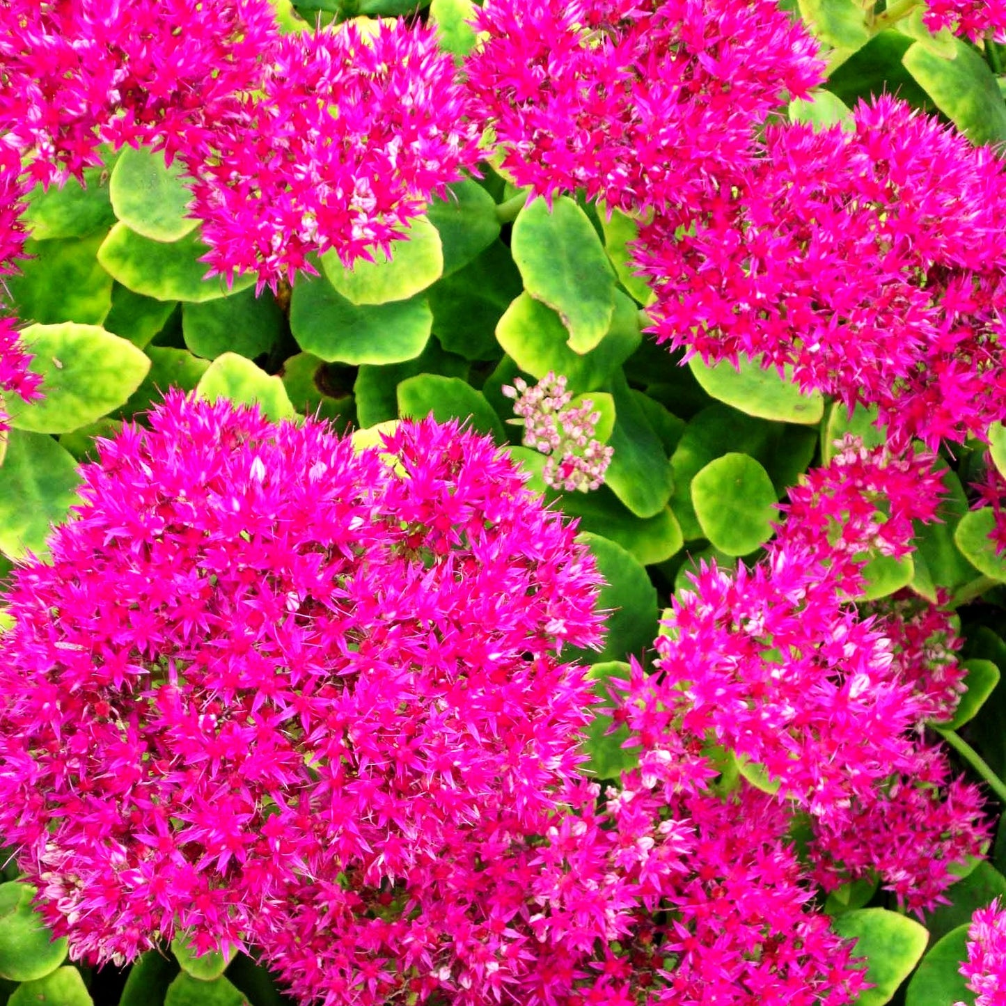 Prächtige Fetthenne 'Neon' (Sedum spectabile)