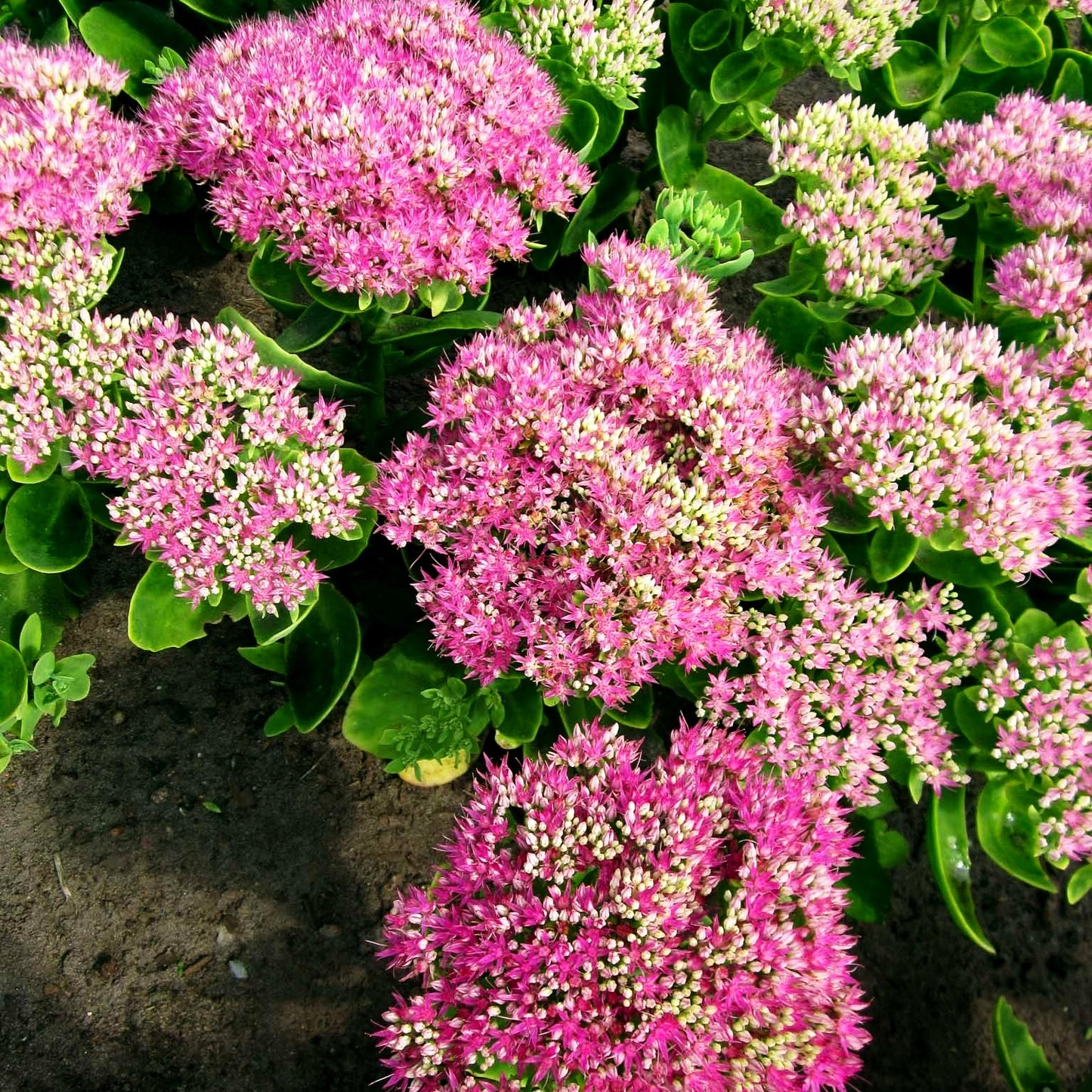 Prächtige Fetthenne 'Neon' (Sedum spectabile)