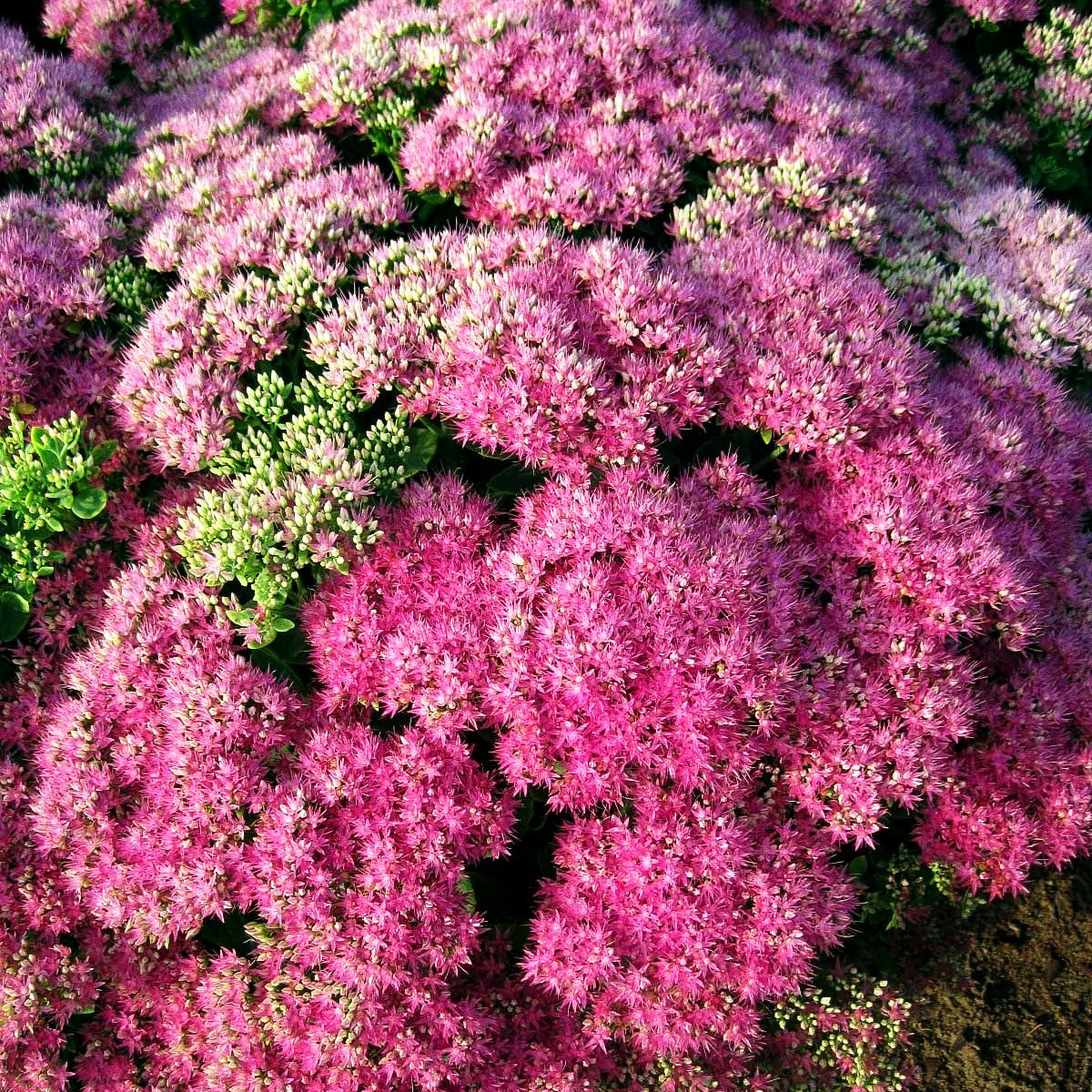 Prächtige Fetthenne 'Neon' (Sedum spectabile)