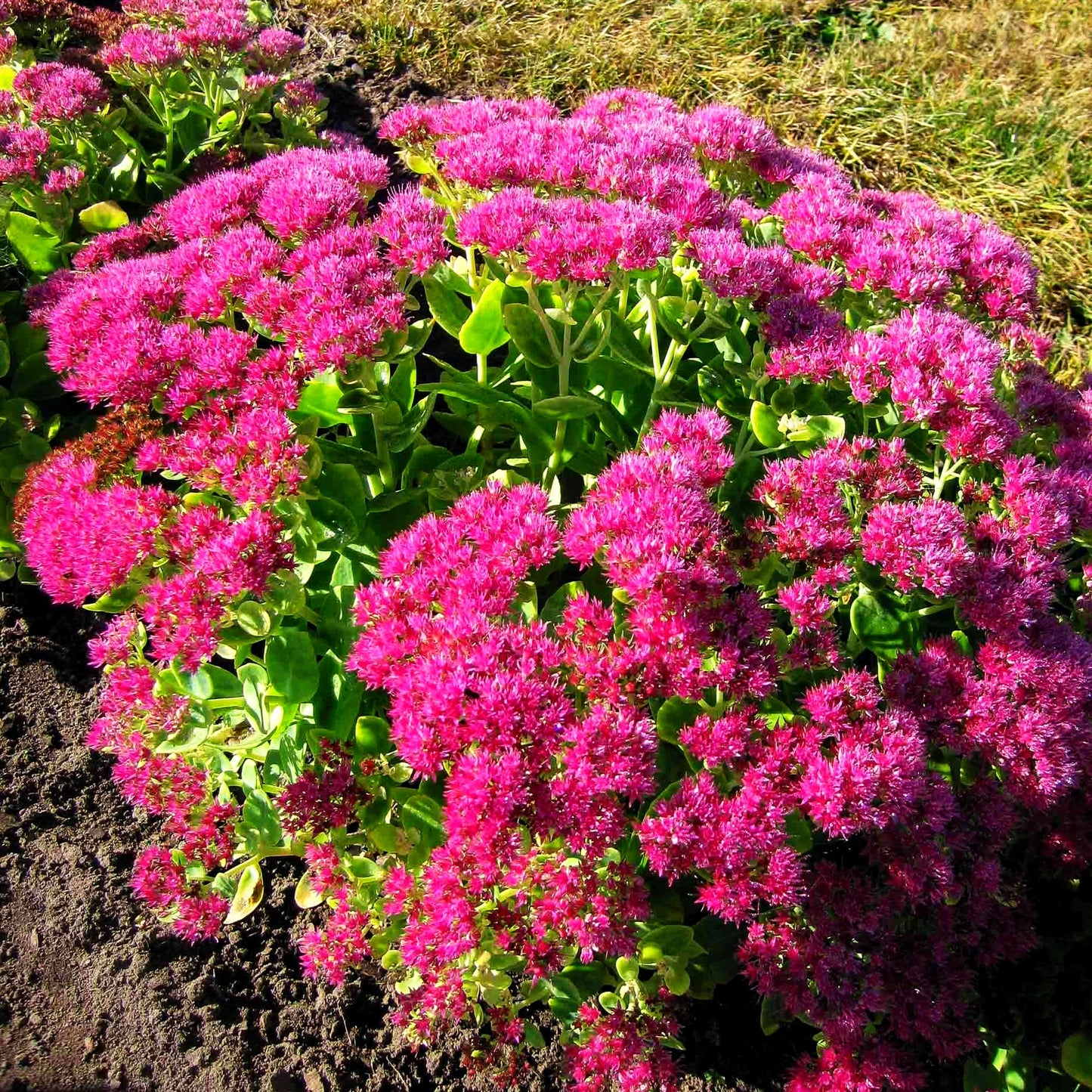 Prächtige Fetthenne 'Neon' (Sedum spectabile)