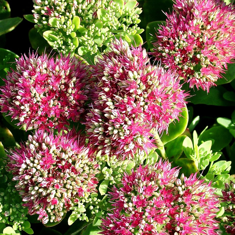 Prächtige Fetthenne 'Neon' (Sedum spectabile)