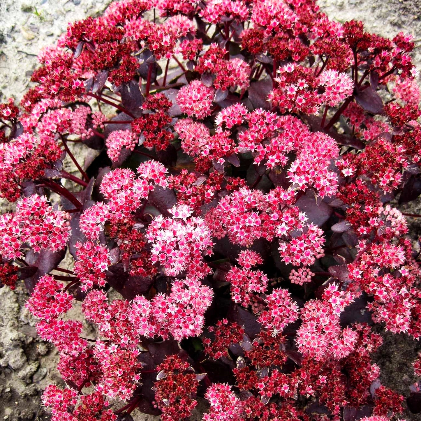Prächtige Fetthenne 'Purple Emperor' (Sedum spectabile)