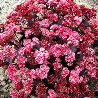 Prächtige Fetthenne 'Purple Emperor' (Sedum spectabile)