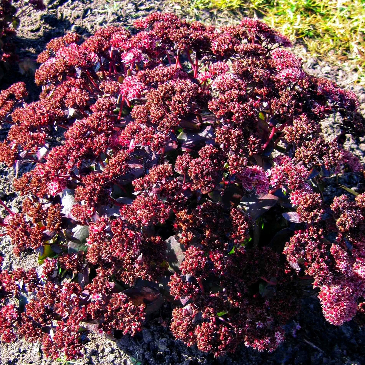 Prächtige Fetthenne 'Purple Emperor' (Sedum spectabile)