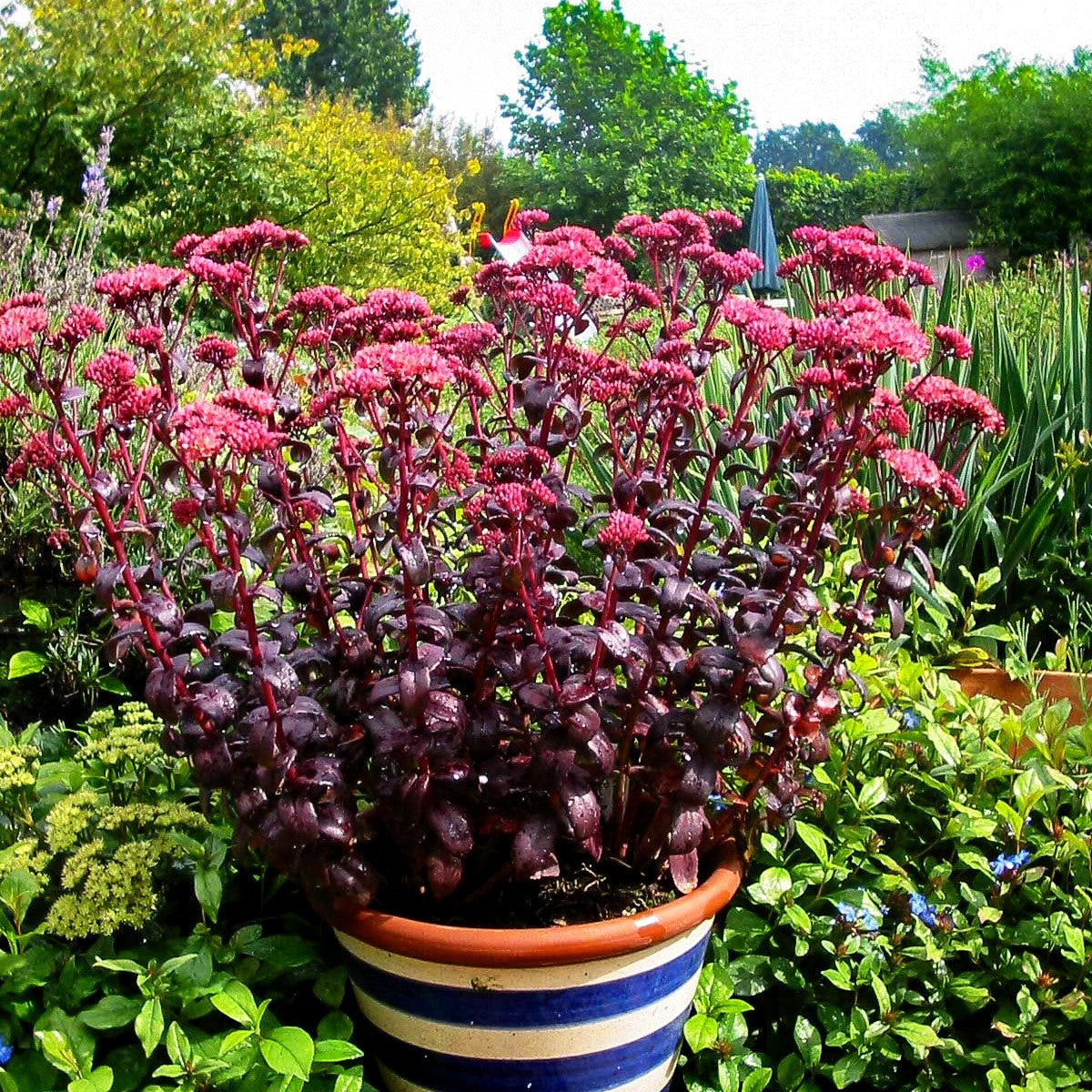 Prächtige Fetthenne 'Purple Emperor' (Sedum spectabile)