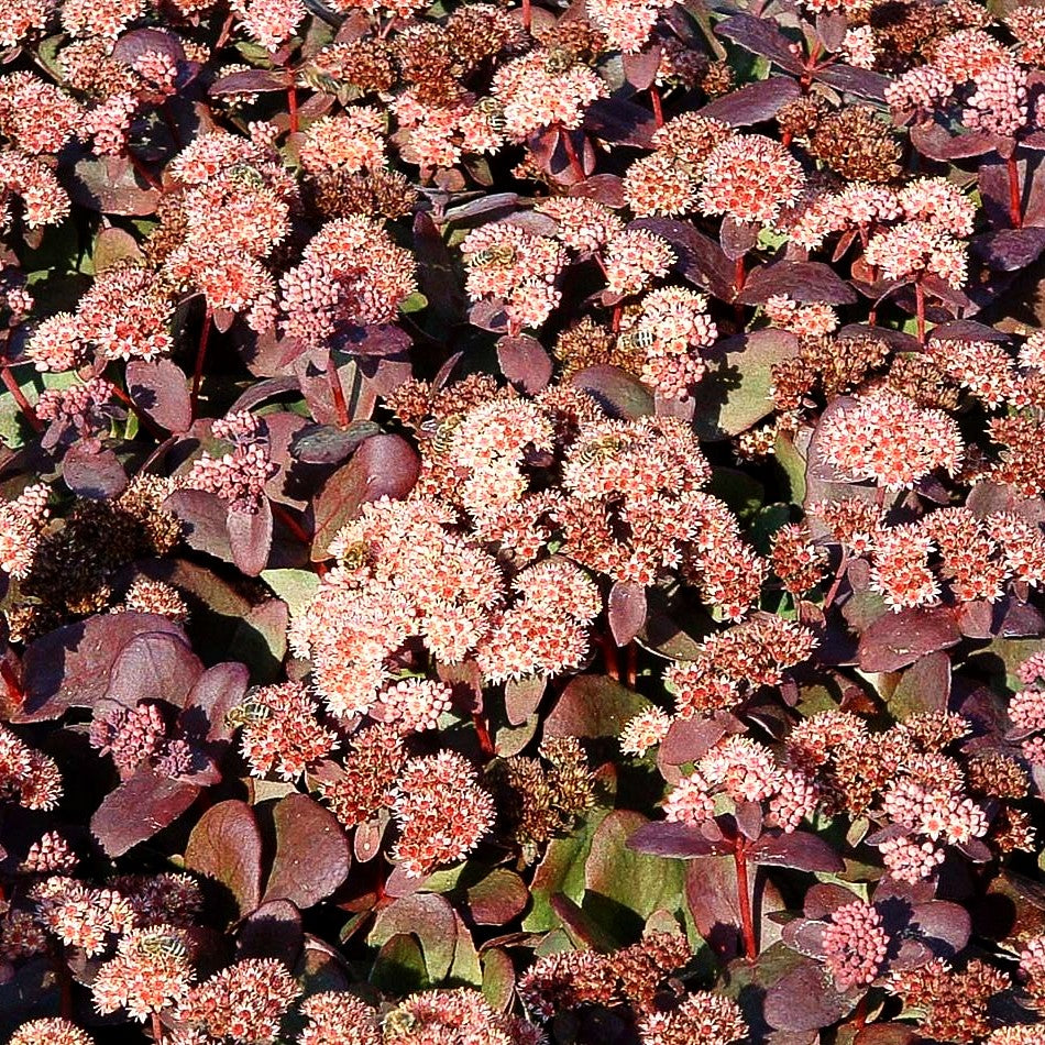 Prächtige Fetthenne 'Purple Emperor' (Sedum spectabile)