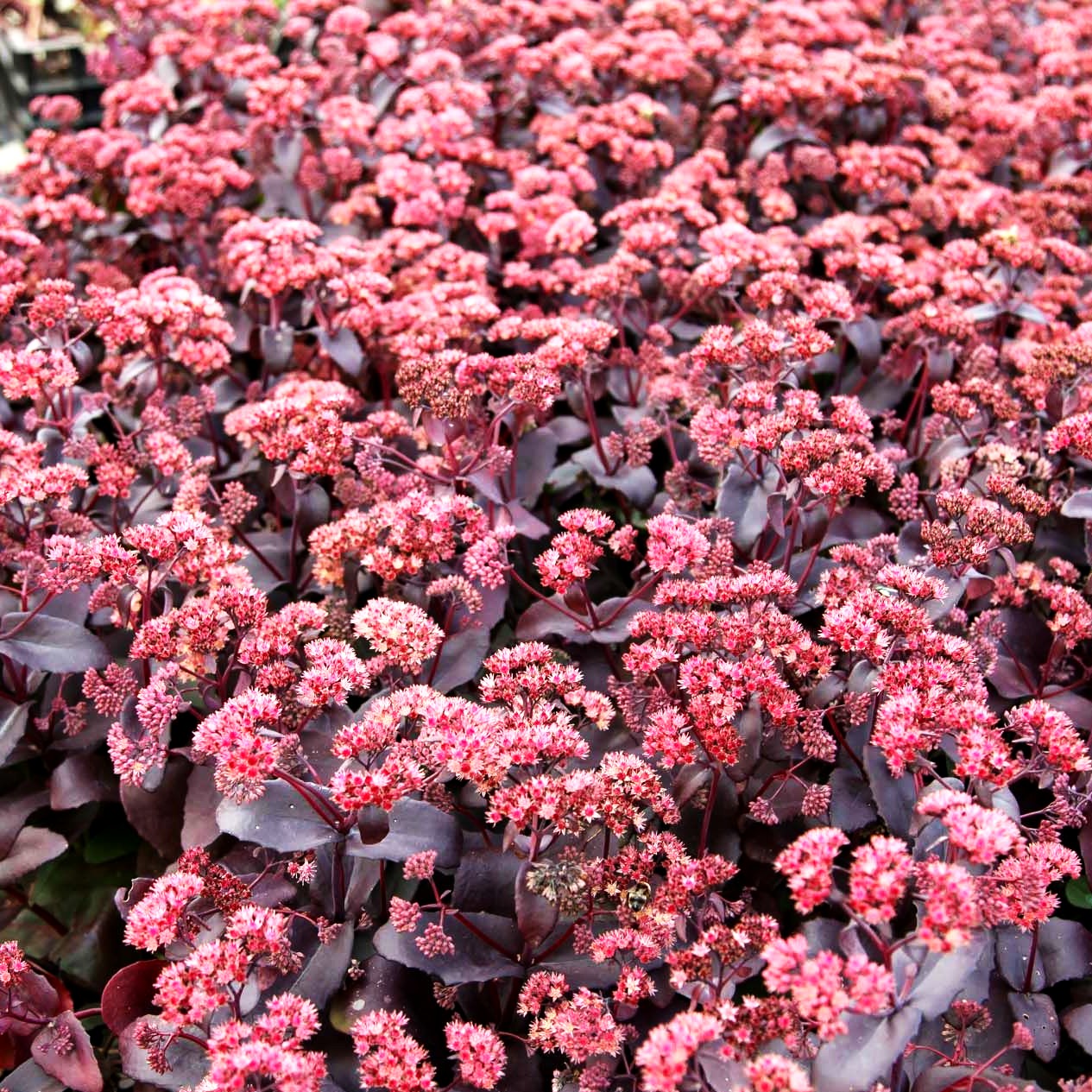 Prächtige Fetthenne 'Purple Emperor' (Sedum spectabile)