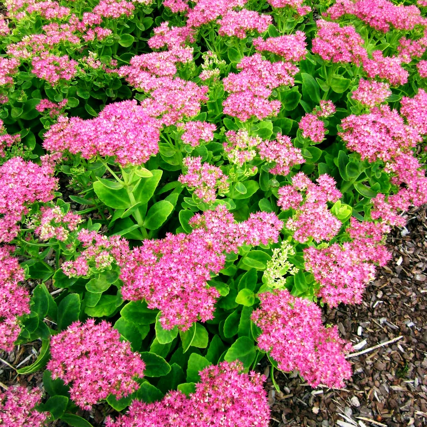 Prächtige Fetthenne 'Rosenteller' (Sedum spectabile)