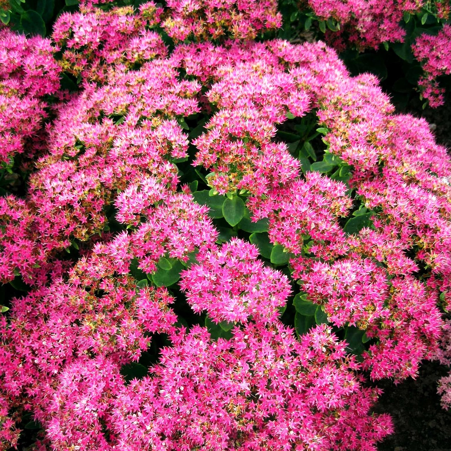 Prächtige Fetthenne 'Rosenteller' (Sedum spectabile)