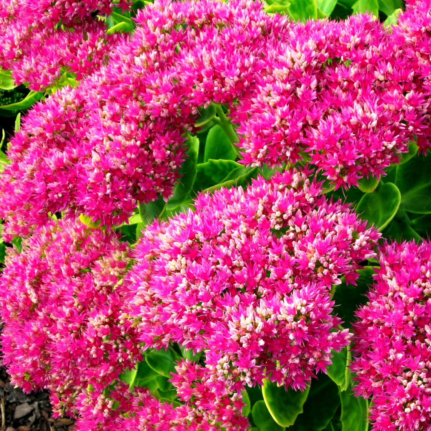 Prächtige Fetthenne 'Rosenteller' (Sedum spectabile)