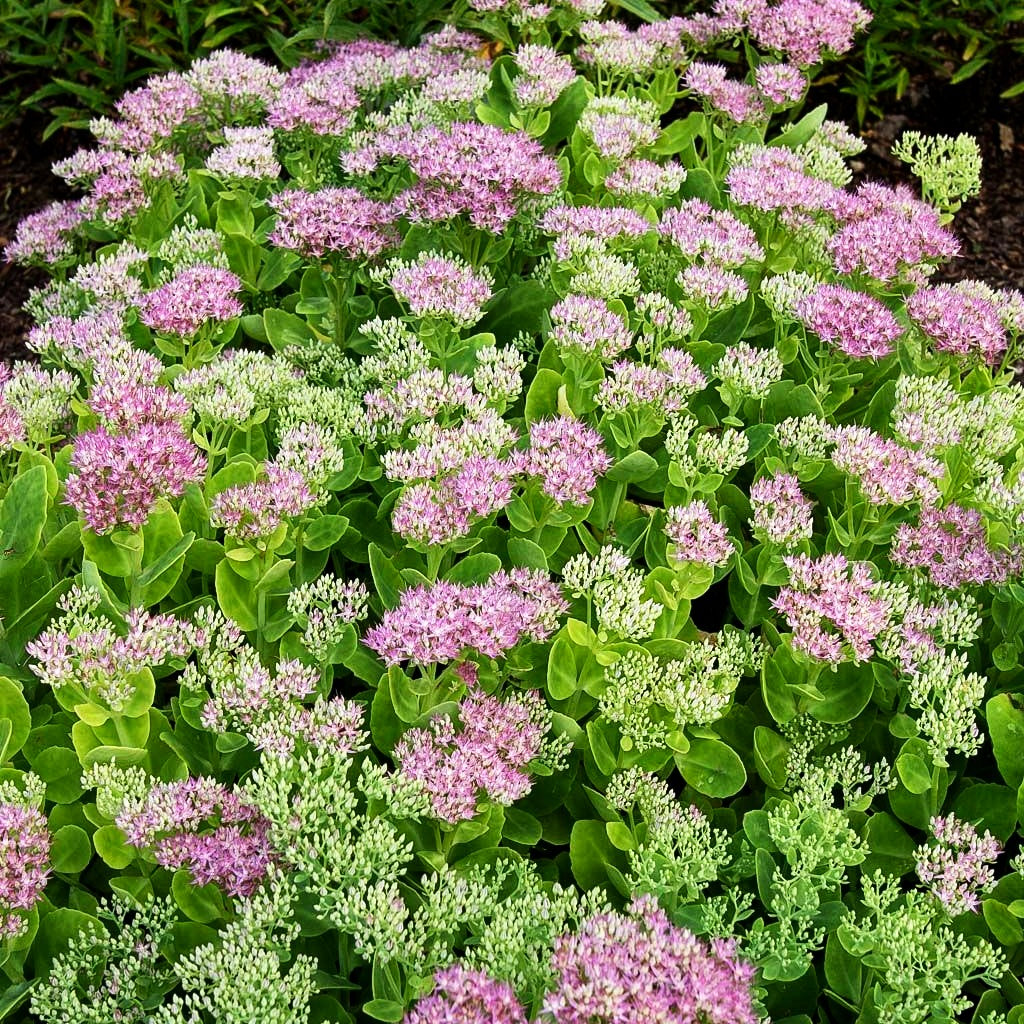 Prächtige Fetthenne 'Rosenteller' (Sedum spectabile)