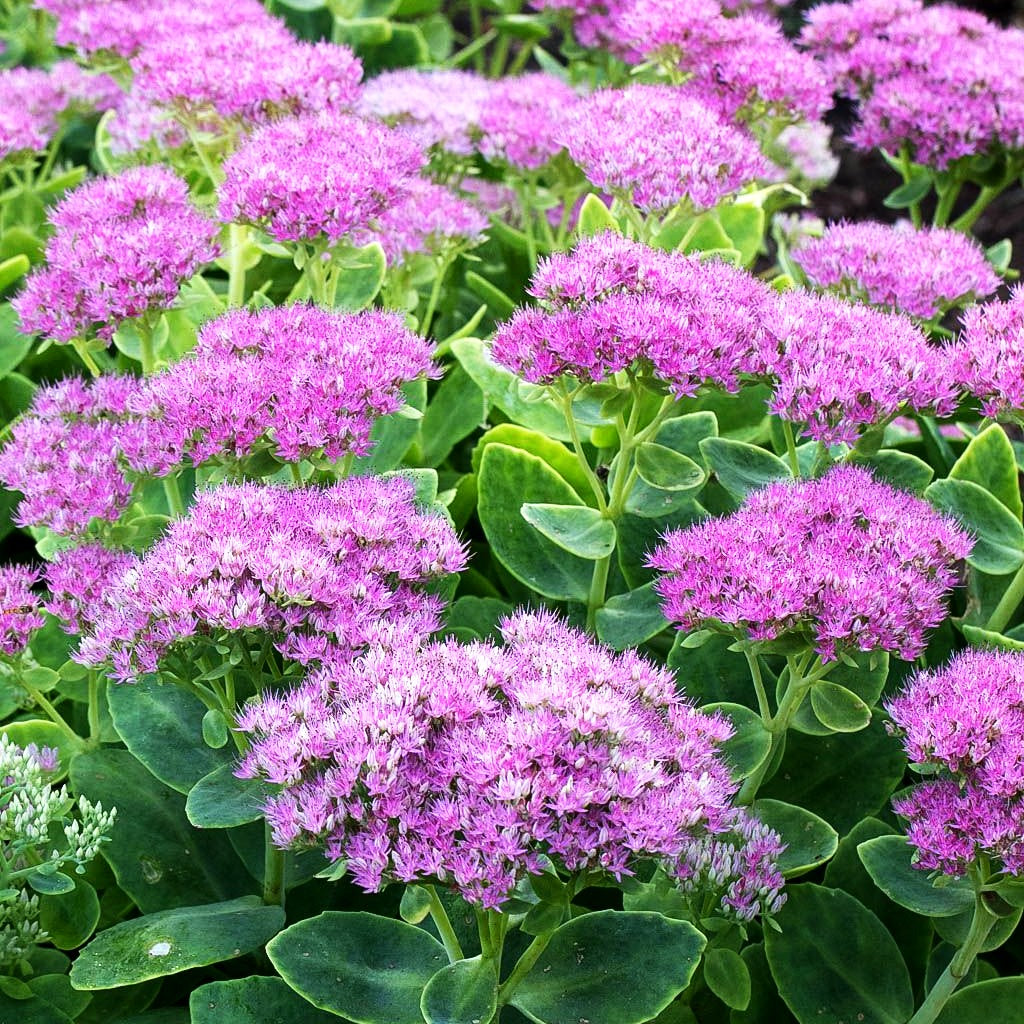 Prächtige Fetthenne 'Rosenteller' (Sedum spectabile)