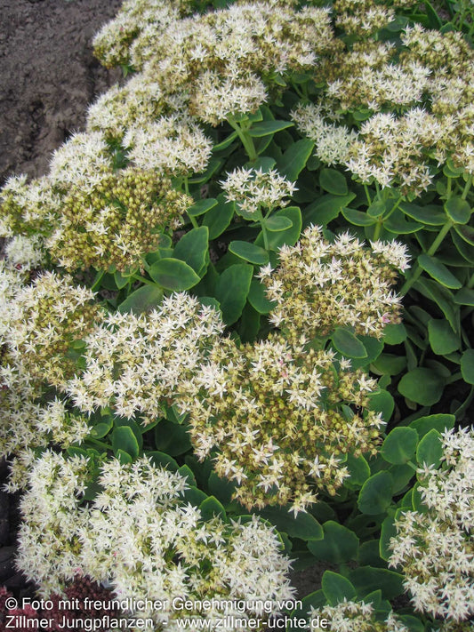 Prächtige Fetthenne 'Stardust' (Sedum spectabile)