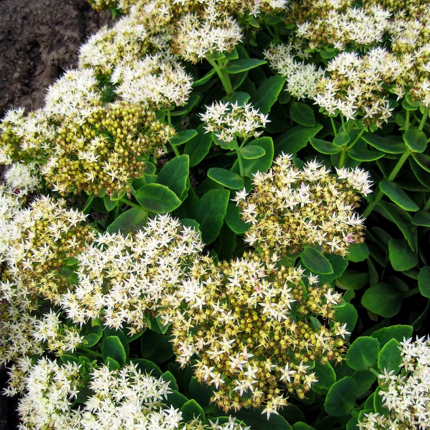 Prächtige Fetthenne 'Stardust' (Sedum spectabile)