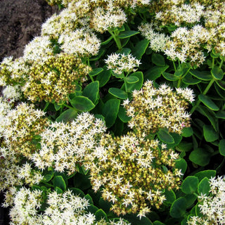 Prächtige Fetthenne 'Stardust' (Sedum spectabile)