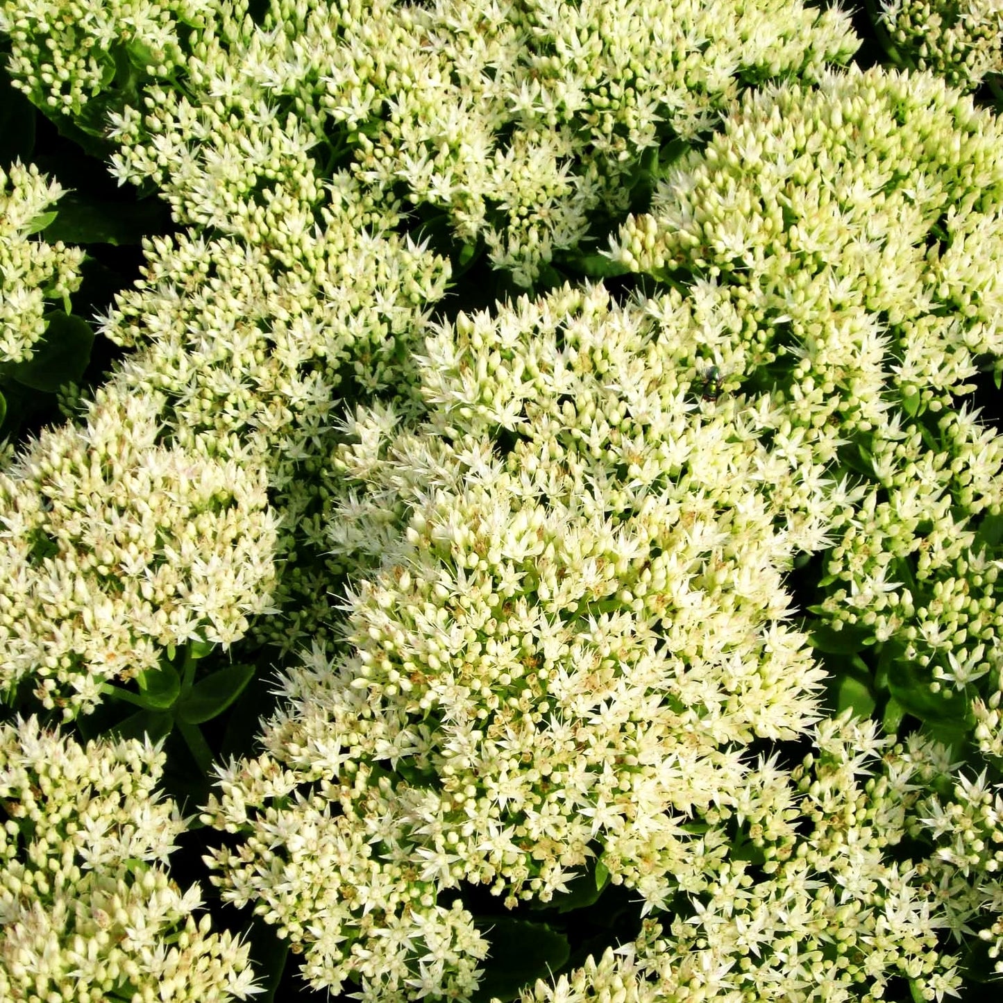 Prächtige Fetthenne 'Stardust' (Sedum spectabile)