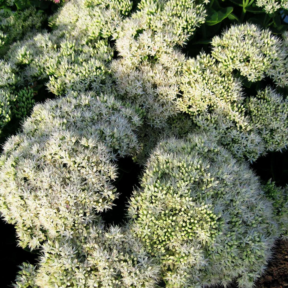 Prächtige Fetthenne 'Stardust' (Sedum spectabile)