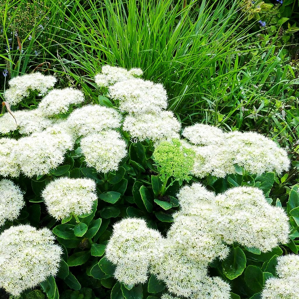 Prächtige Fetthenne 'Stardust' (Sedum spectabile)