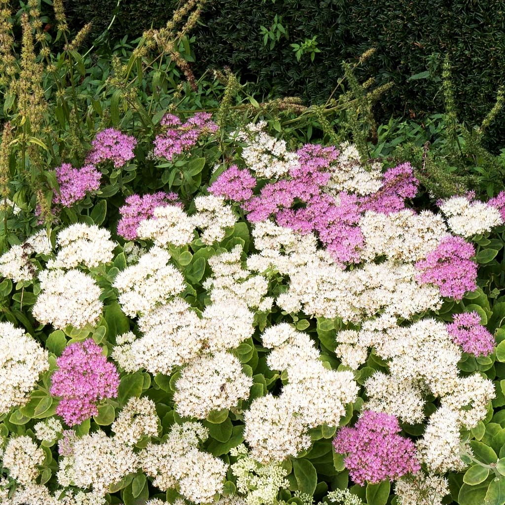 Prächtige Fetthenne 'Stardust' (Sedum spectabile)