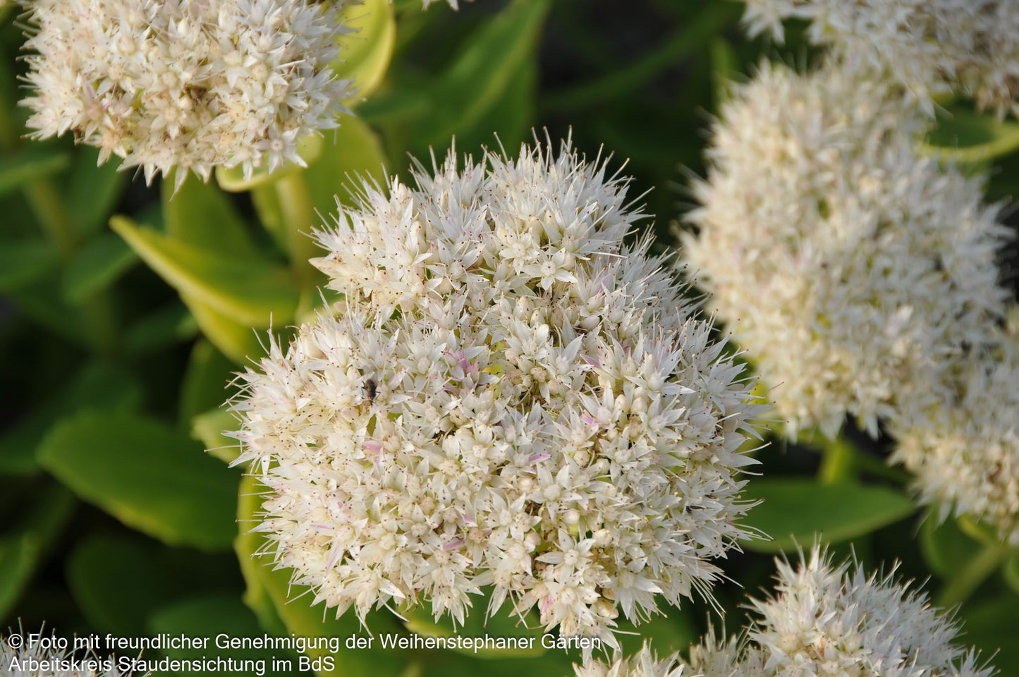 Prächtige Fetthenne 'Stardust' (Sedum spectabile)