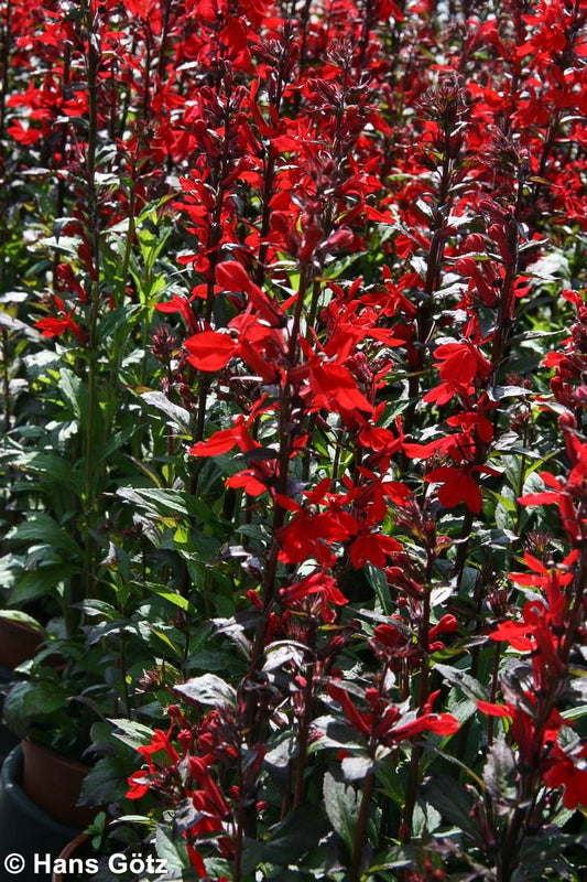 Prächtige Lobelie (Lobelia x speciosa Fan-Serie)