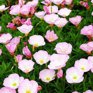 Prächtige Nachtkerze 'Siskiyou' (Oenothera spesiosa)