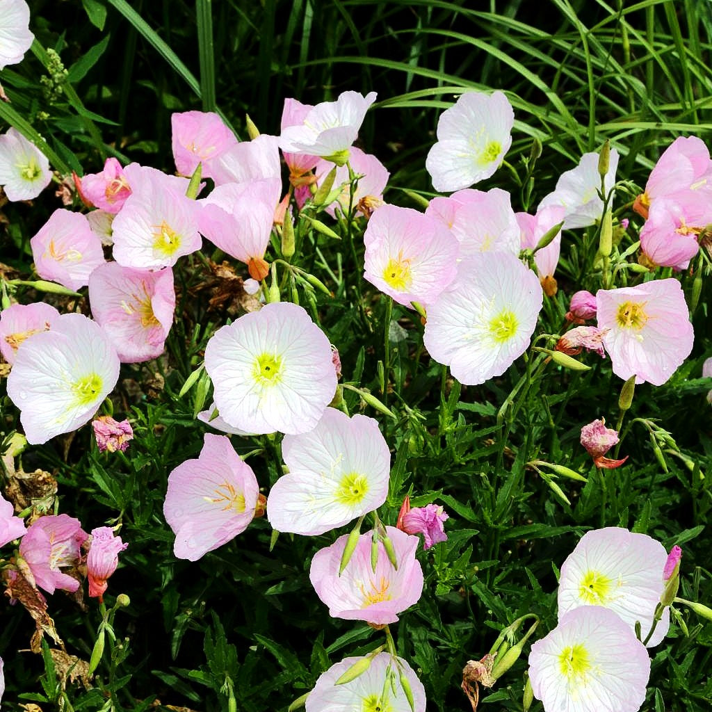 Prächtige Nachtkerze 'Siskiyou' (Oenothera spesiosa)
