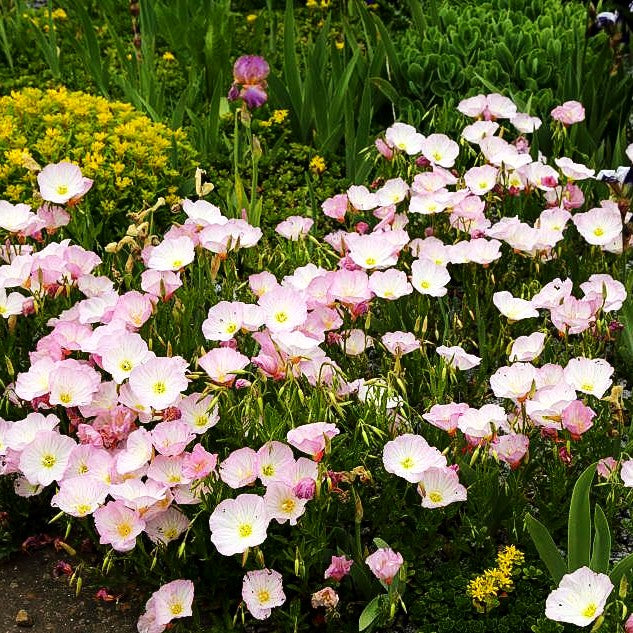 Prächtige Nachtkerze 'Siskiyou' (Oenothera spesiosa)