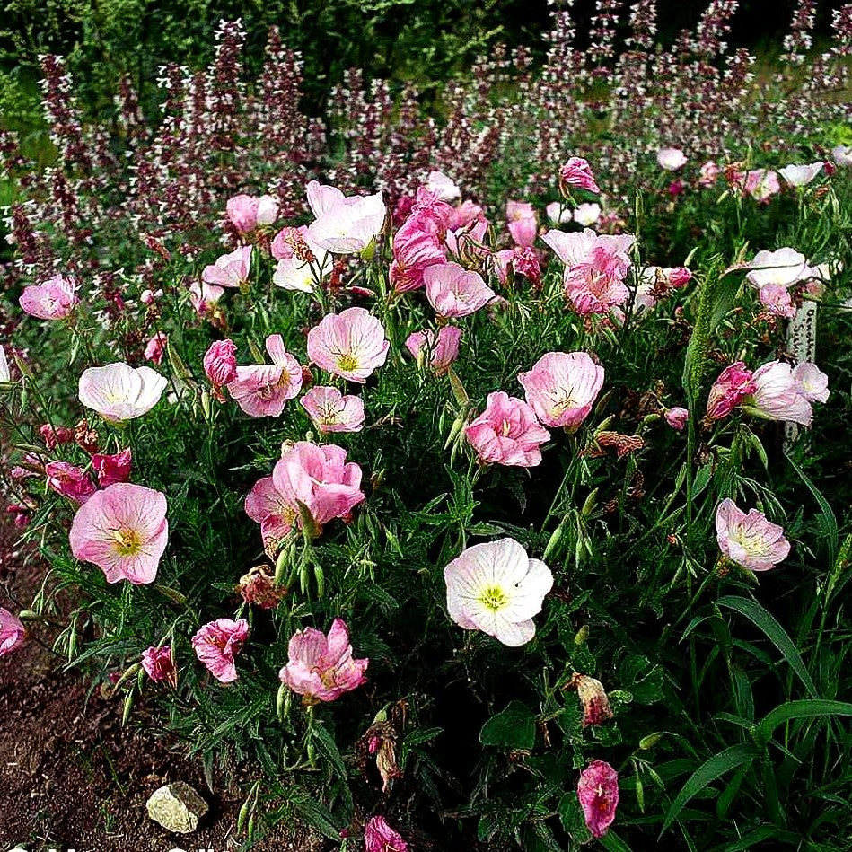 Prächtige Nachtkerze 'Siskiyou' (Oenothera spesiosa)