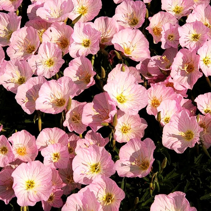 Prächtige Nachtkerze 'Siskiyou' (Oenothera spesiosa)