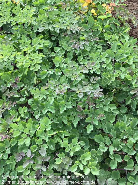 Prächtige Wiesenraute 'Elin' (Thalictrum rochebruneanum)