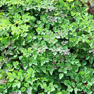 Prächtige Wiesenraute 'Elin' (Thalictrum rochebruneanum)