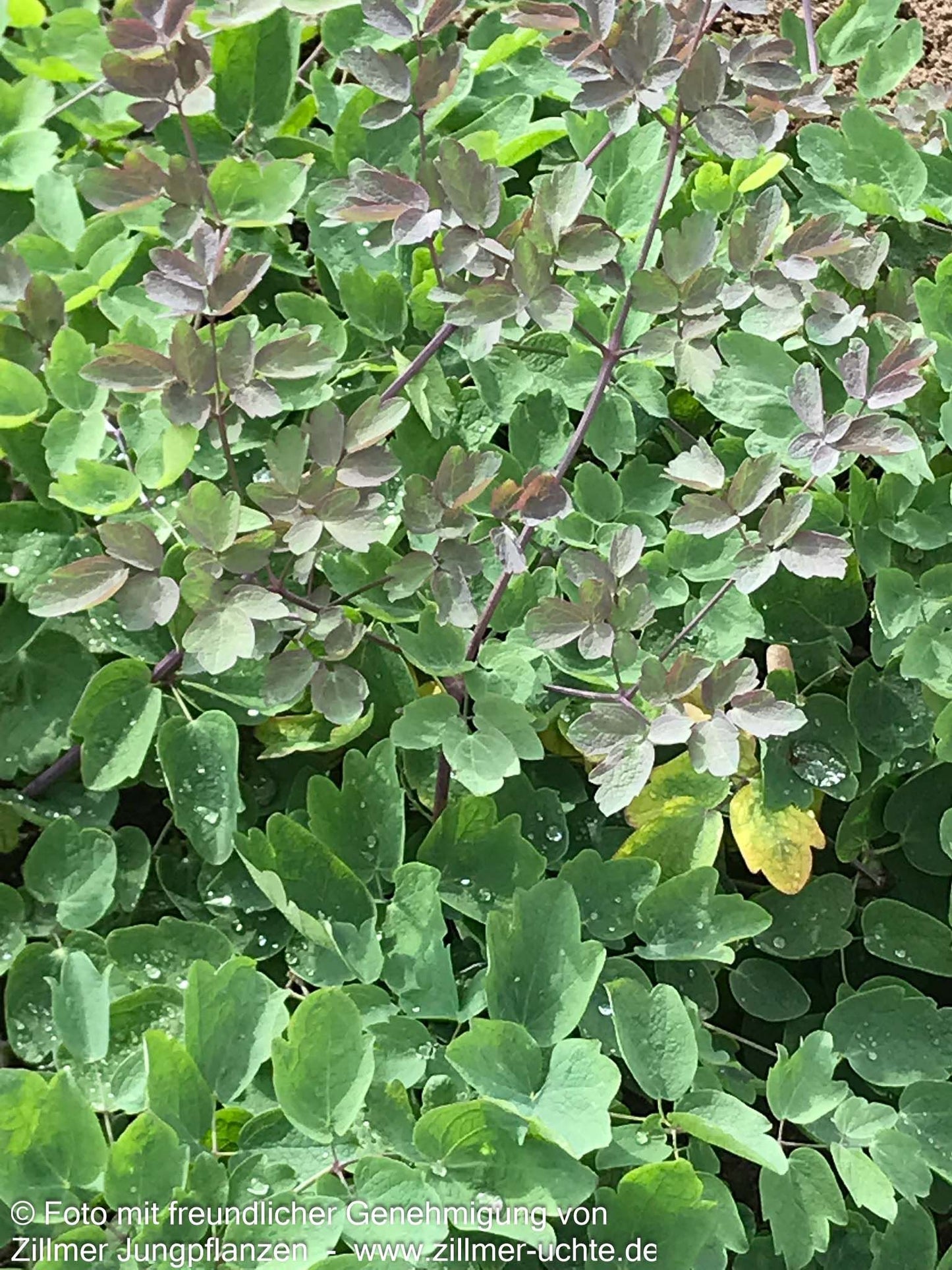 Prächtige Wiesenraute 'Elin' (Thalictrum rochebruneanum)