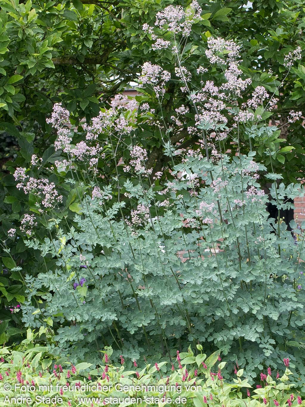 Prächtige Wiesenraute 'Elin' (Thalictrum rochebruneanum)