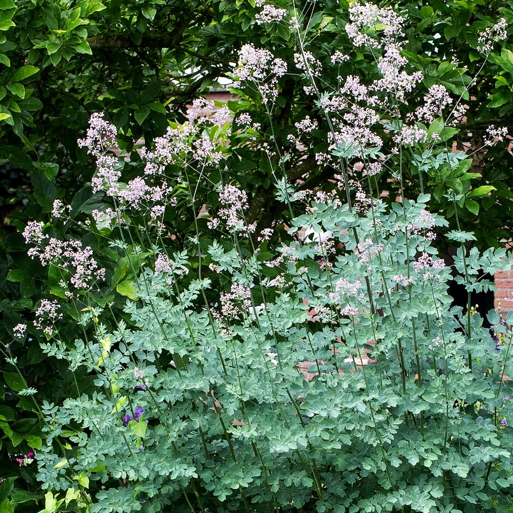 Prächtige Wiesenraute 'Elin' (Thalictrum rochebruneanum)