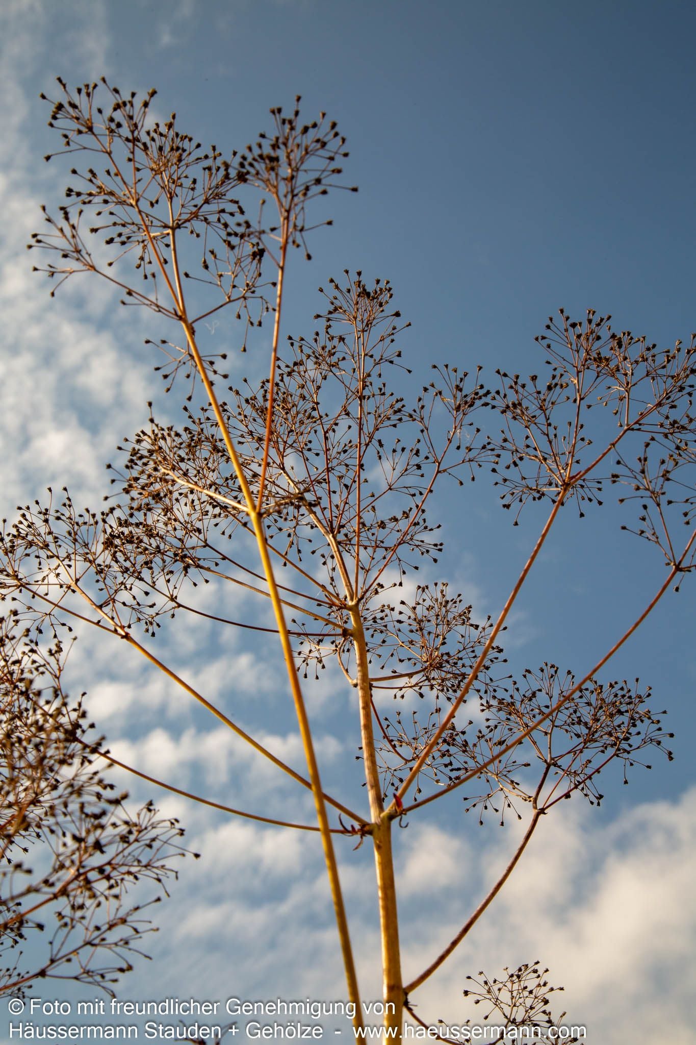 Prächtige Wiesenraute 'Elin' (Thalictrum rochebruneanum)