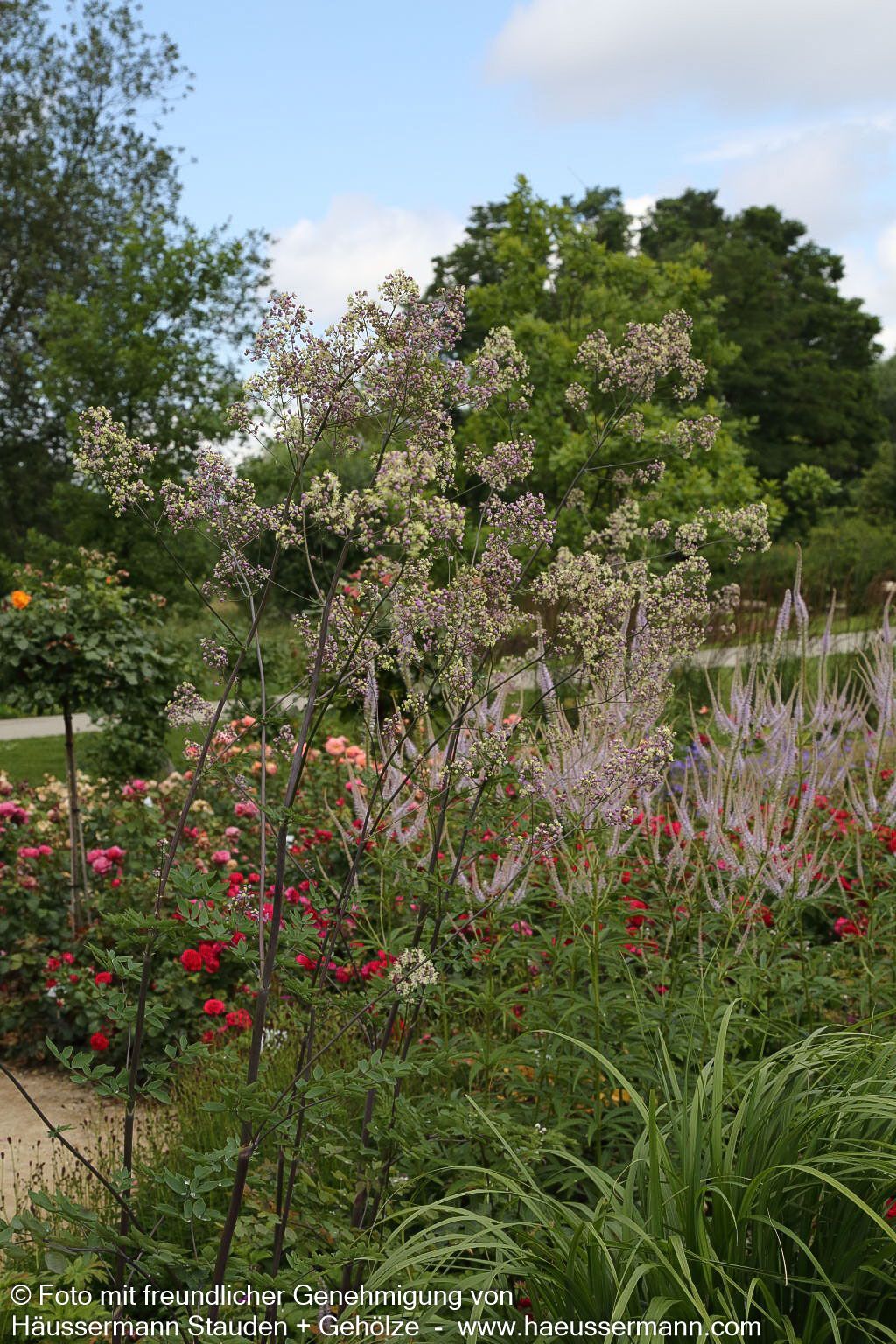 Prächtige Wiesenraute 'Elin' (Thalictrum rochebruneanum)