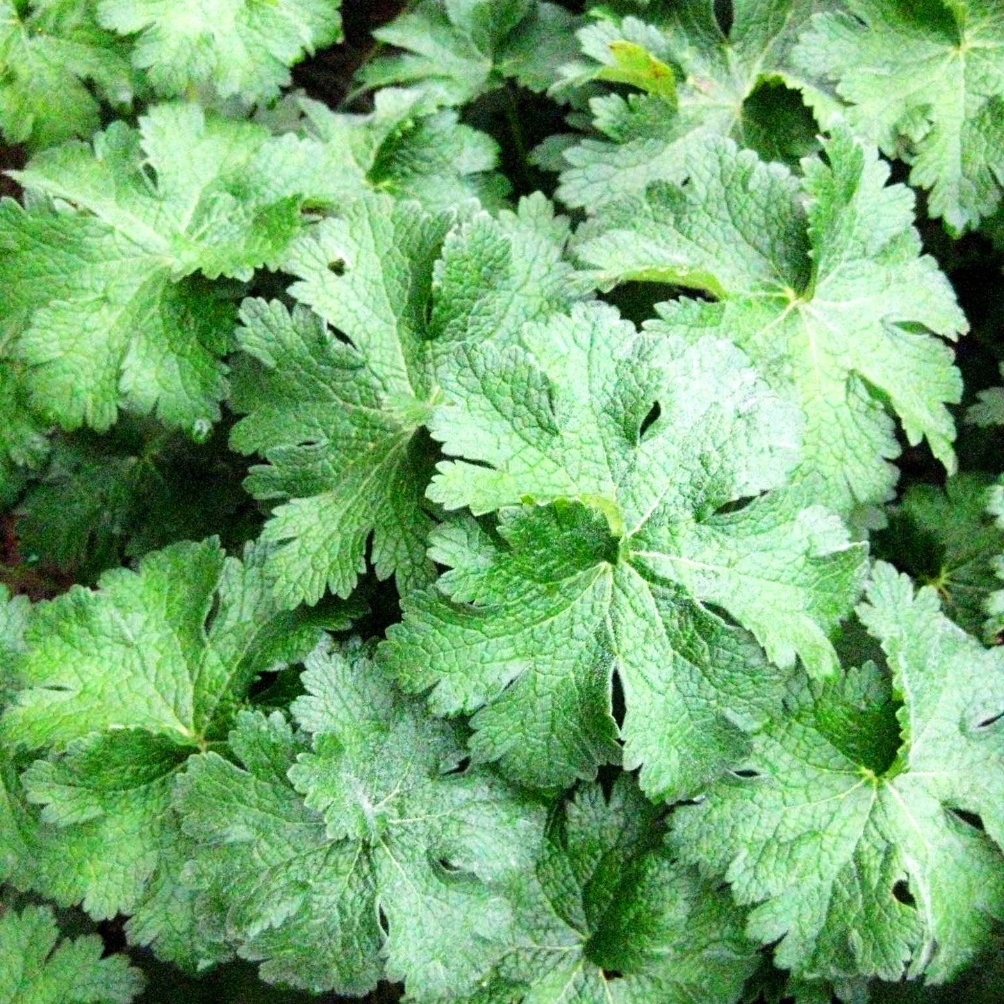 Prächtiger Storchschnabel 'Anemoneflorum' (Geranium x magnificum)