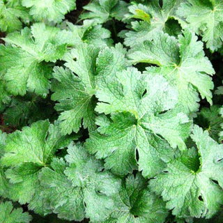 Prächtiger Storchschnabel 'Anemoneflorum' (Geranium x magnificum)