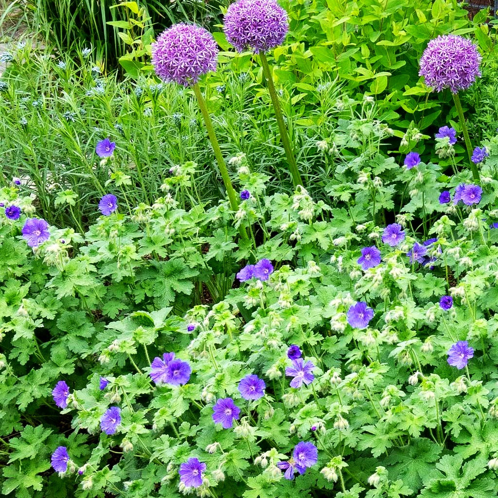 Prächtiger Storchschnabel 'Anemoneflorum' (Geranium x magnificum)