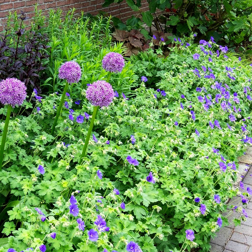 Prächtiger Storchschnabel 'Anemoneflorum' (Geranium x magnificum)