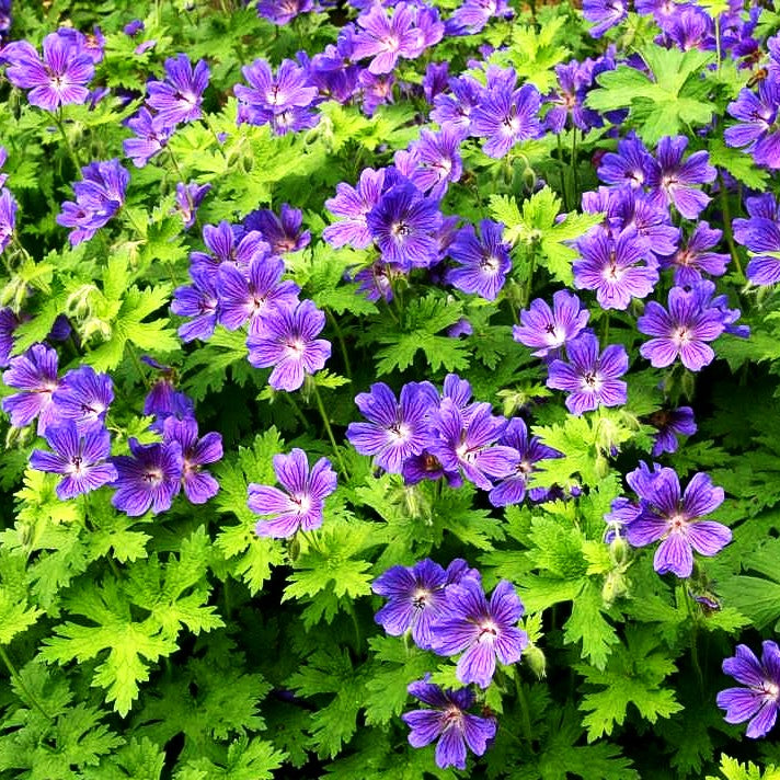 Prächtiger Storchschnabel 'Anemoneflorum' (Geranium x magnificum)