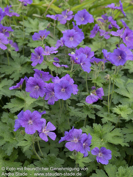 Prächtiger Storchschnabel (Geranium x magnificum)