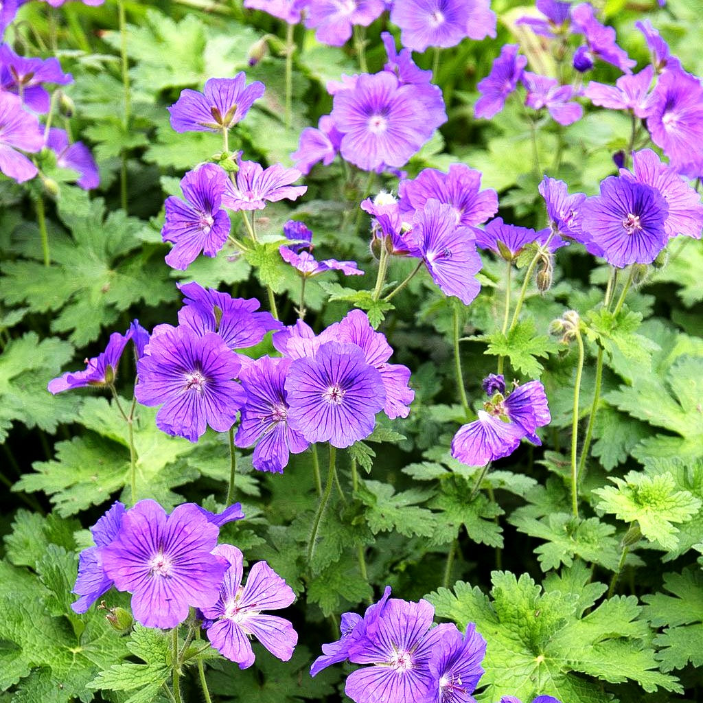 Prächtiger Storchschnabel (Geranium x magnificum)