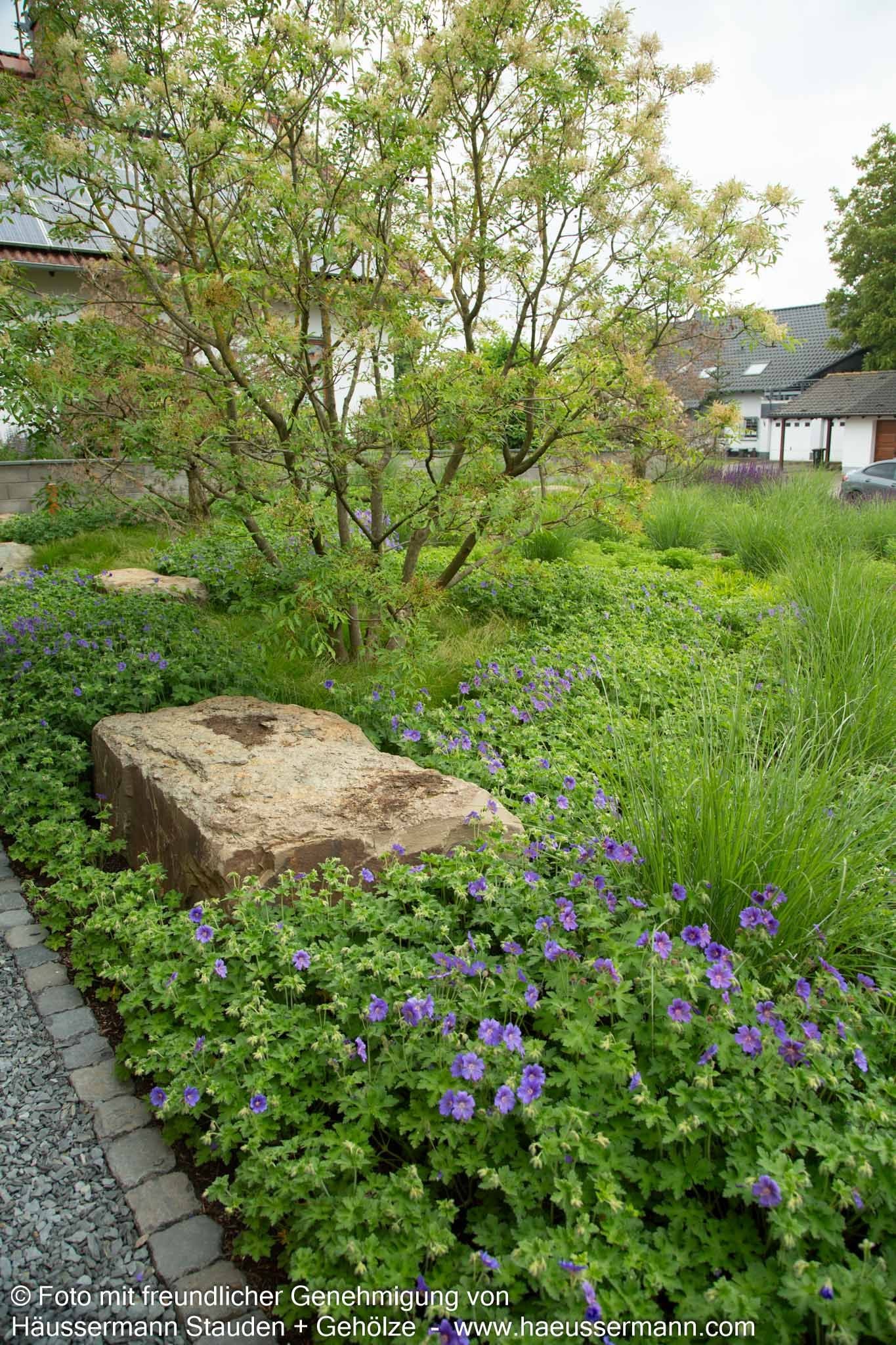 Prächtiger Storchschnabel (Geranium x magnificum)