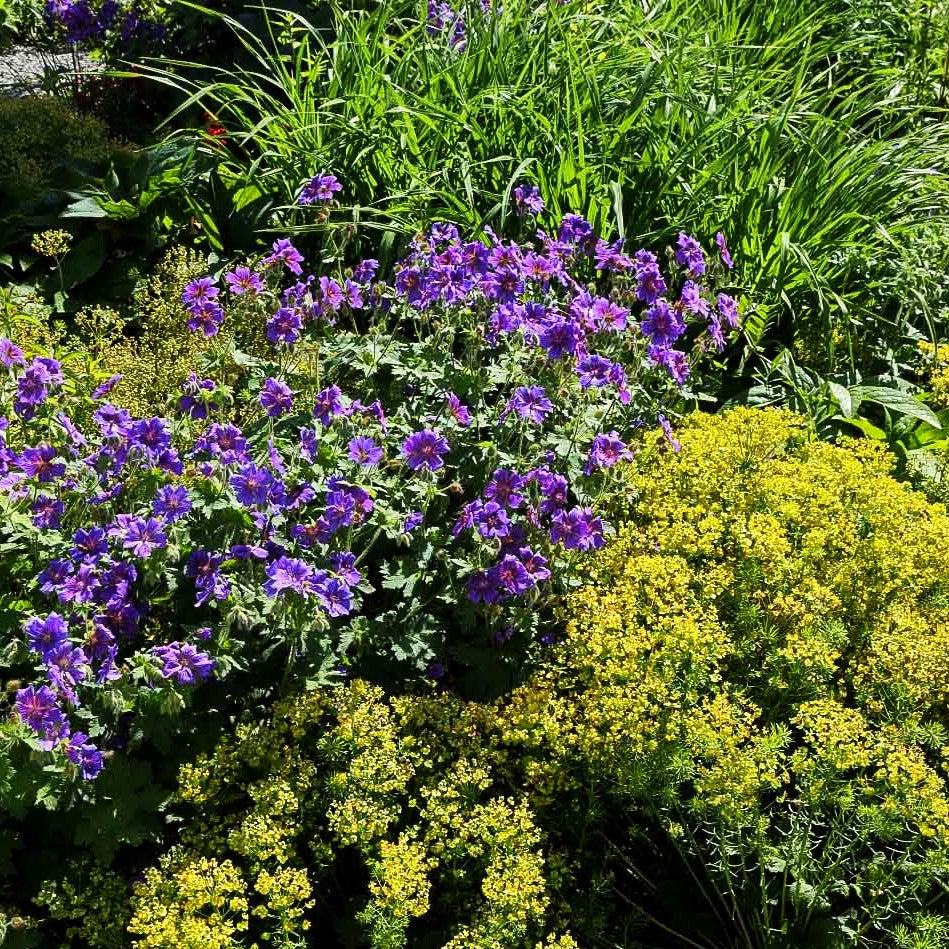 Prächtiger Storchschnabel (Geranium x magnificum)