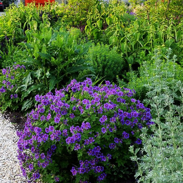 Prächtiger Storchschnabel (Geranium x magnificum)